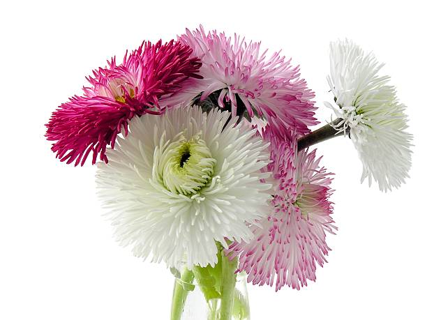 posy of multicolor daisies