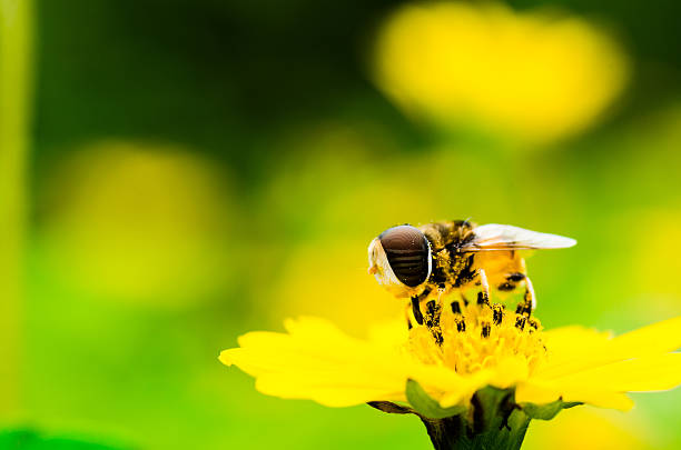 istock Flower files macro in green nature 177289063