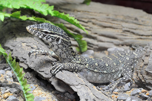 istock Nile Monitor Lizard 177289132