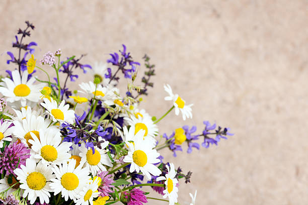 istock beautiful wildflowers 177289166