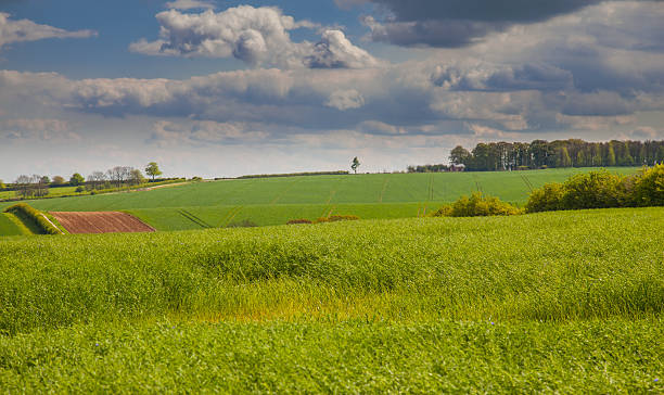 istock Green feilds in the lincolnshire wolds 177289211
