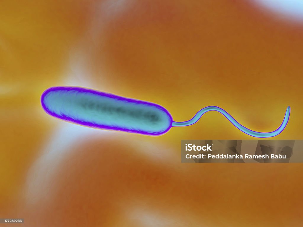 Gram-Negativ rod-förmige Bakterien - Lizenzfrei Bacillus subtilis Stock-Foto