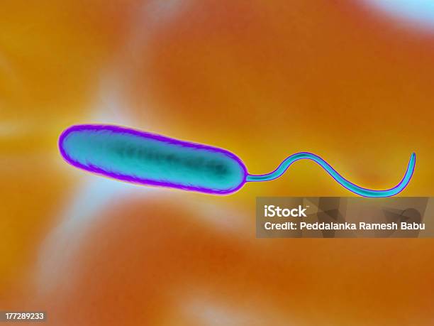 Gramnegativ Rodförmige Bakterien Stockfoto und mehr Bilder von Bacillus subtilis - Bacillus subtilis, Bakterie, Biologie