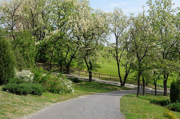 istock Beautiful landscape with alley in blossom 177289237