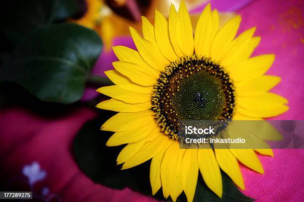 Girassol Em Um Fundo Rosa - Fotografias de stock e mais imagens de Amarelo - Amarelo, Cabeça de Flor, Cor Viva