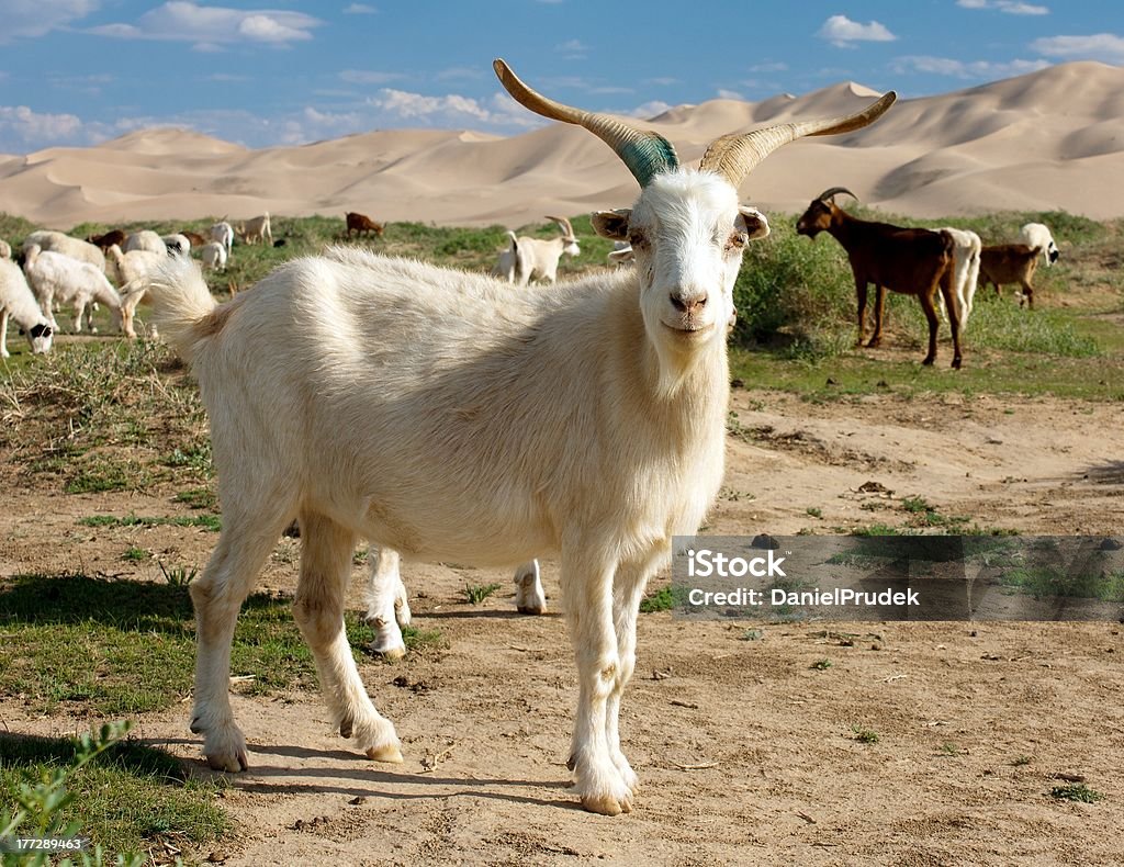 goat dune desert mongolia goat - dune - desert - mongolia Desert Area Stock Photo