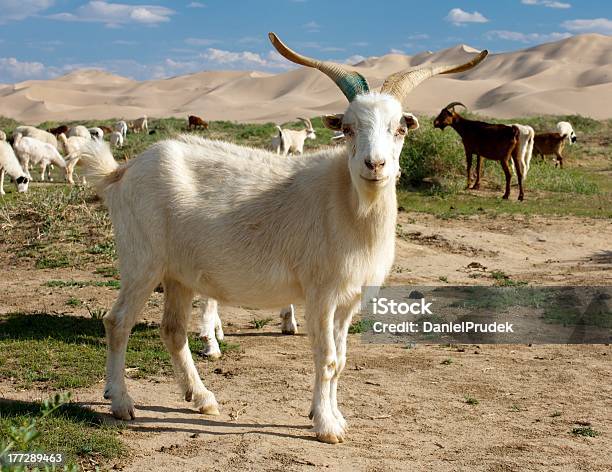 Goat Dune Desert Mongolia Stock Photo - Download Image Now - Desert Area, Goat, Adventure