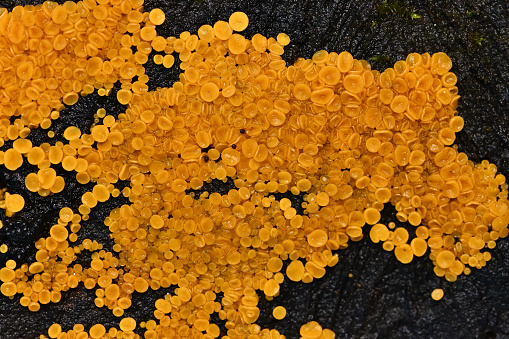 Yellow fairy cups (Bisporella citrina) on tree stump in Connecticut, autumn. Also known as lemon drops and lemon discos. A fungus or mushroom.