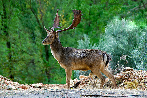 Large male Fallow deer in the Cazorla, Segura and Las Villas natural park.