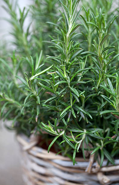 rosemary in a basket stock photo