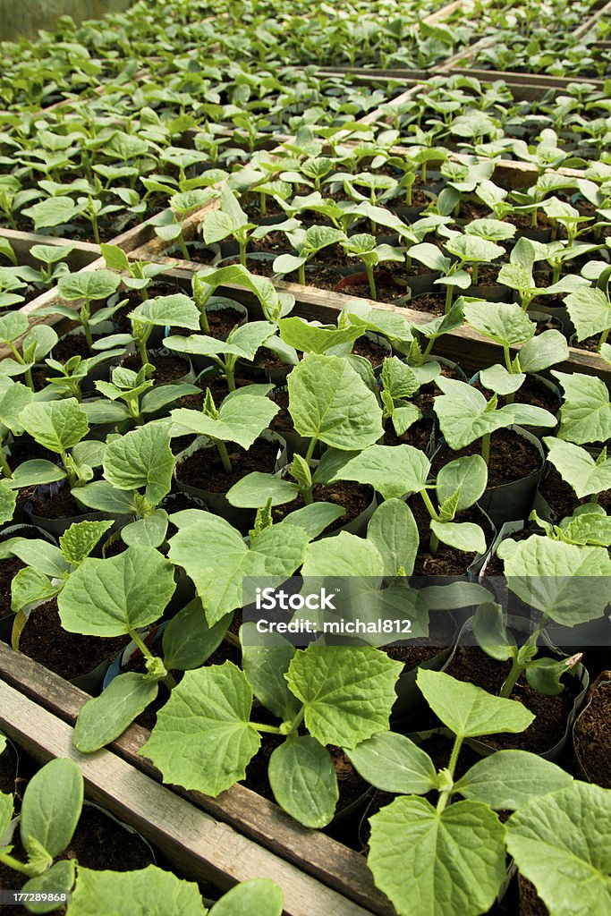 zucchini close up of small zucchini growing inside a greenhouse Agriculture Stock Photo