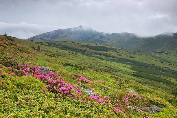istock Spring landscape with the cloudy sky and Flower 177290030