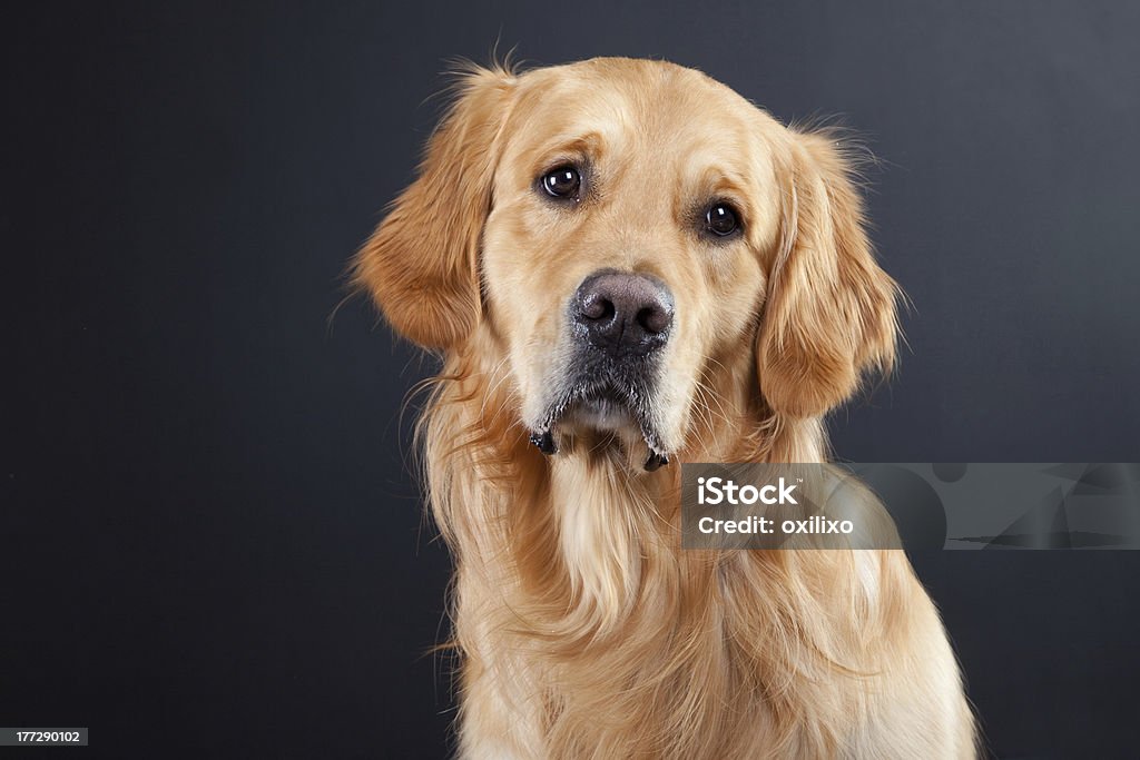 golden retriever dog on black purebred golden retriever dog on black background Dark Stock Photo