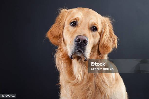 Golden Retriever Dog On Black Stock Photo - Download Image Now - Dark, Dog, Gold Colored