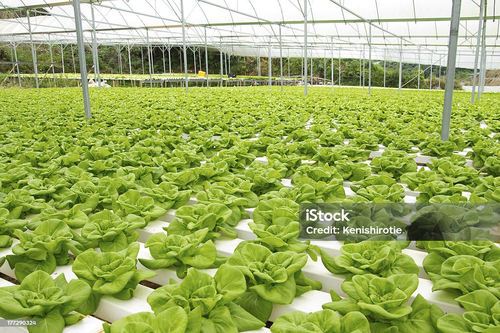 Hydroponic 植物園 - 水栽培のロイヤリティフリーストックフォト