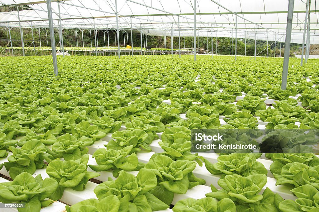 Fazenda hidropônica legumes - Foto de stock de Hidropônica royalty-free
