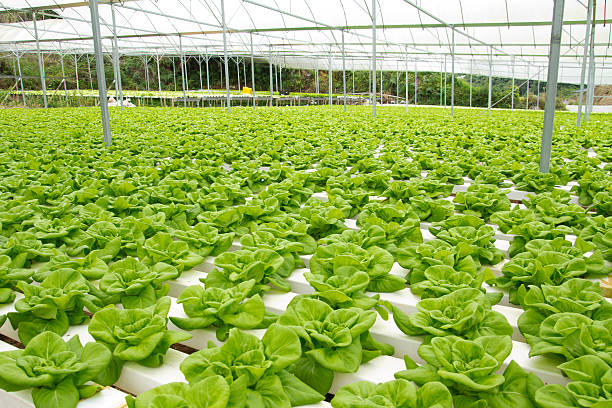 fazenda hidropônica legumes - technology farm cameron highlands agriculture - fotografias e filmes do acervo