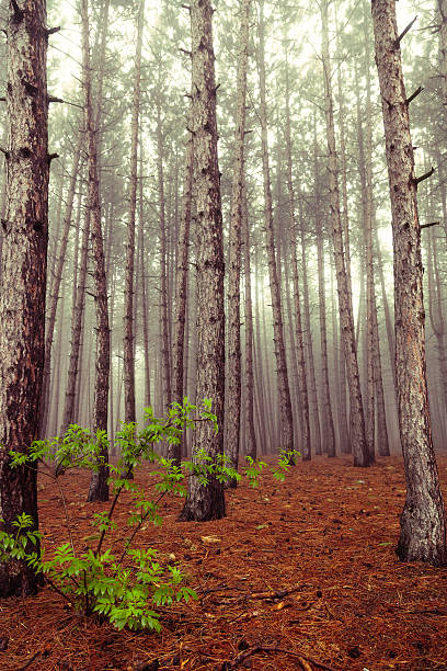 Canadian floresta - foto de acervo