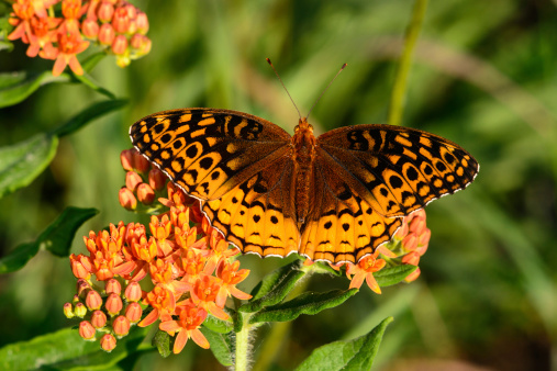 A great Spangled Fritillary feeds on butterfly weed.