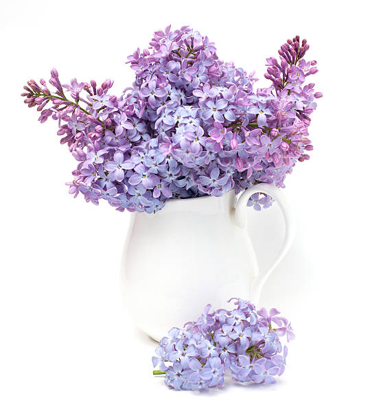 istock lilac flowers in vase 177290459