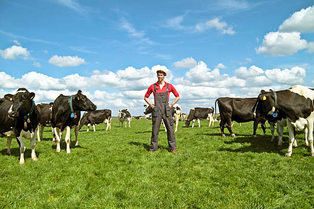 joven agricultor con sus vacas holandés - cow field dutch culture netherlands fotografías e imágenes de stock