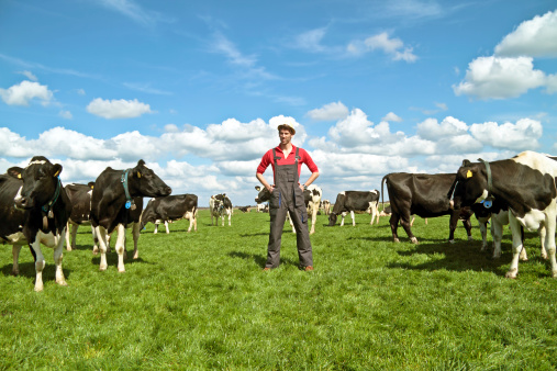Sustainable farming family feeding cows on farm land with blue sky background and copy space. Farmer mom, dad and child with cattle or livestock animals for agricultural dairy, beef or meat industry