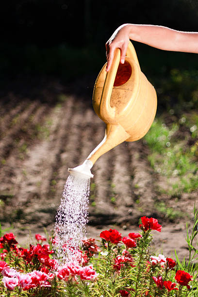 istock watering red and pink flowers 177290664