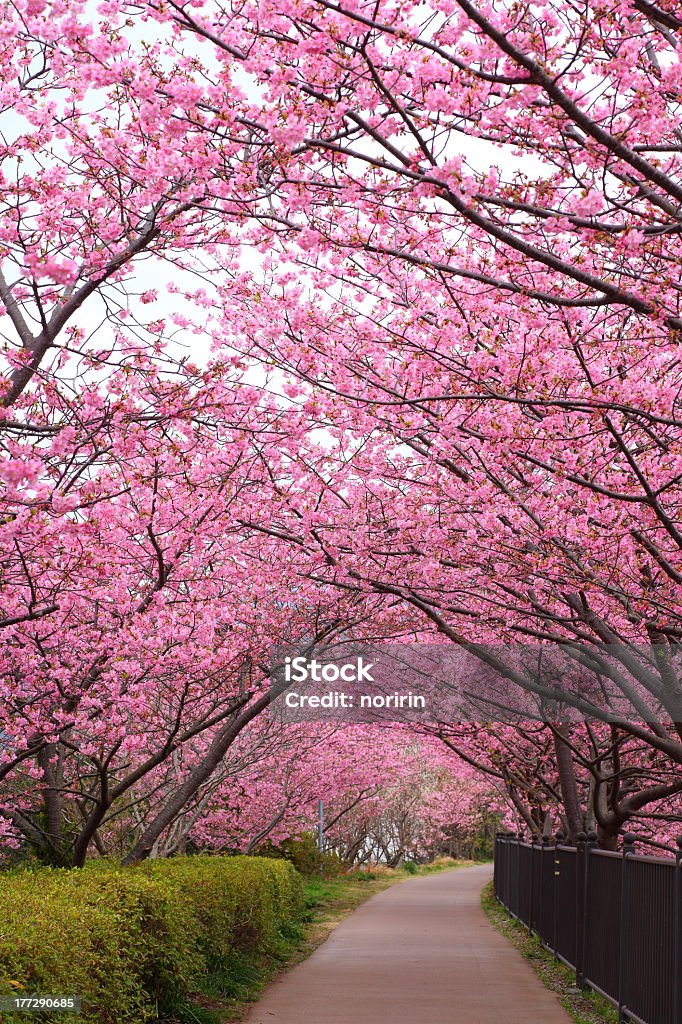 Beautiful pink blossoming trees lining a Sakura path Sakura path, Kawazu cherry tree in shizuoka japan Japan Stock Photo