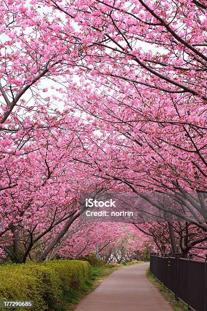 Beautiful Pink Blossoming Trees Lining A Sakura Path Stock Photo - Download Image Now