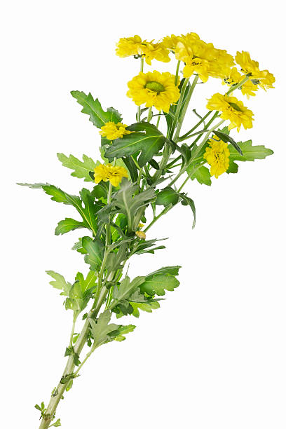 istock Lonely  branch of yellow chrysanthemums 177290760