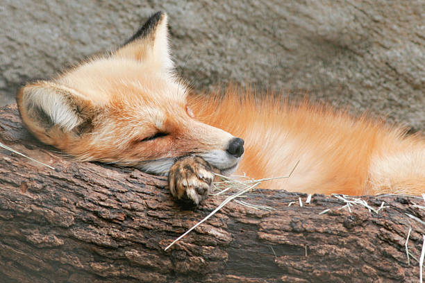 Photo of Napping red fox