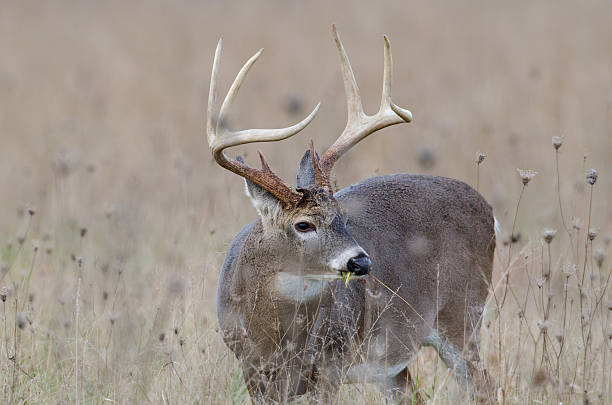istock Whitetail deer buck in a foggy field 177290905