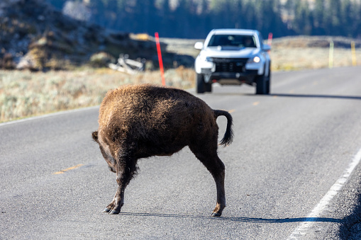 Young bison crossing the road in Lamar Valley in Yellowstone National Park