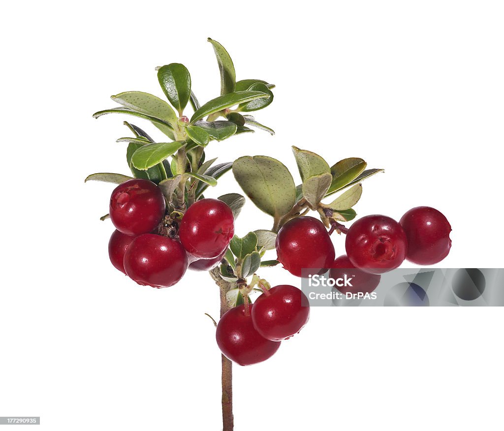 Vermelho brilhante isolada cowberries - Foto de stock de Arando vermelho royalty-free