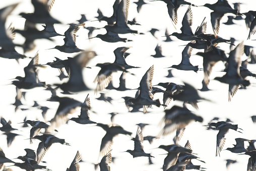 Flock Of Black Tailed Godwit \n\nPlease view my portfolio for other wildlife photos