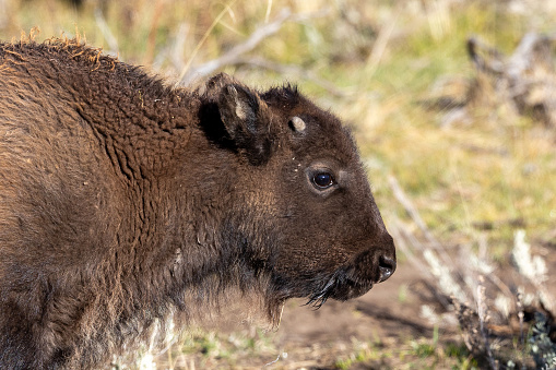 Juvenile bison in Lamar Valley in Yellowstone National Park