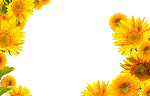 Closeup of a Sunflower.