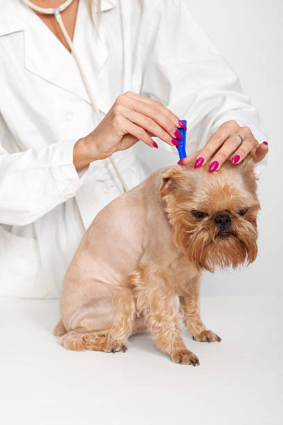istock Veterinarian looking at a dog for ticks 177291236