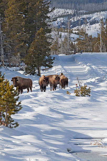 istock Bison, Winter, Snow, Yellowstone NP 177291401