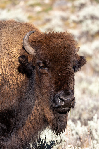 Portrait of a bison in Yellowstone National Park