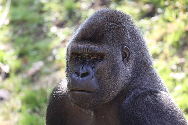 istock african western lowlands gorilla 177291634