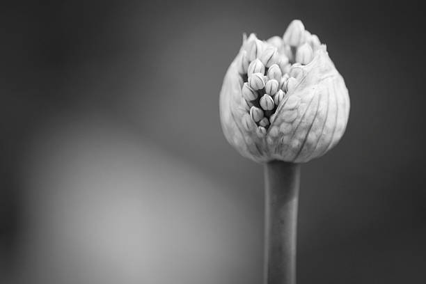 Close up of Onion Flower with selective focus. Black and white.