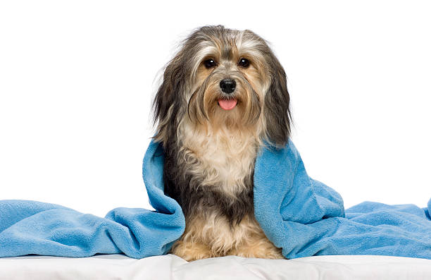 istock Cute sitting tricolor Havanese dog in a bed 177291745