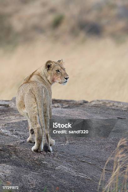 Photo libre de droit de Lionne Du Masaï Mara banque d'images et plus d'images libres de droit de Afrique - Afrique, Animal femelle, Animaux de safari