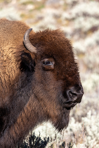 Portrait of a bison in Yellowstone National Park