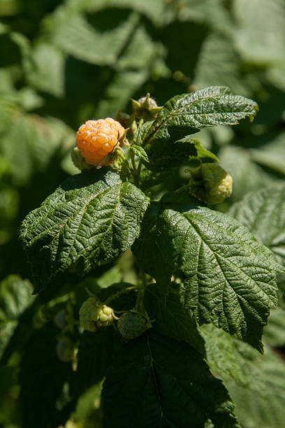 istock Branch with yellow raspberry in sunlight. Growing natural bush of raspberry. 1772919023