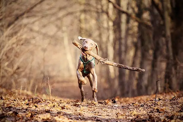 Happy young dog playing outdoors. Retrieving a big stick.