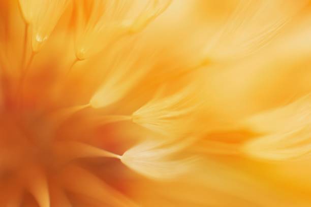 istock Abstract orange color gradient dandelion flower. 1772920079