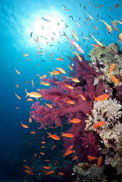 istock Vibrant pink soft coral, buzzing with tropical Lyretail anthias. 177292183