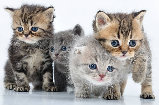 istock group of little kittens 177292197